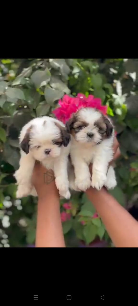 Order Female Shih Tzu Puppy from Jaipur